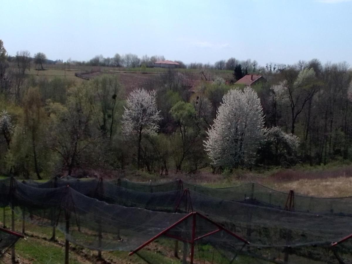 Studio Apartman Safaric Sveti Martin Na Muri Buitenkant foto